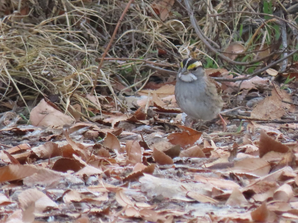 hvitstrupespurv - ML646645127