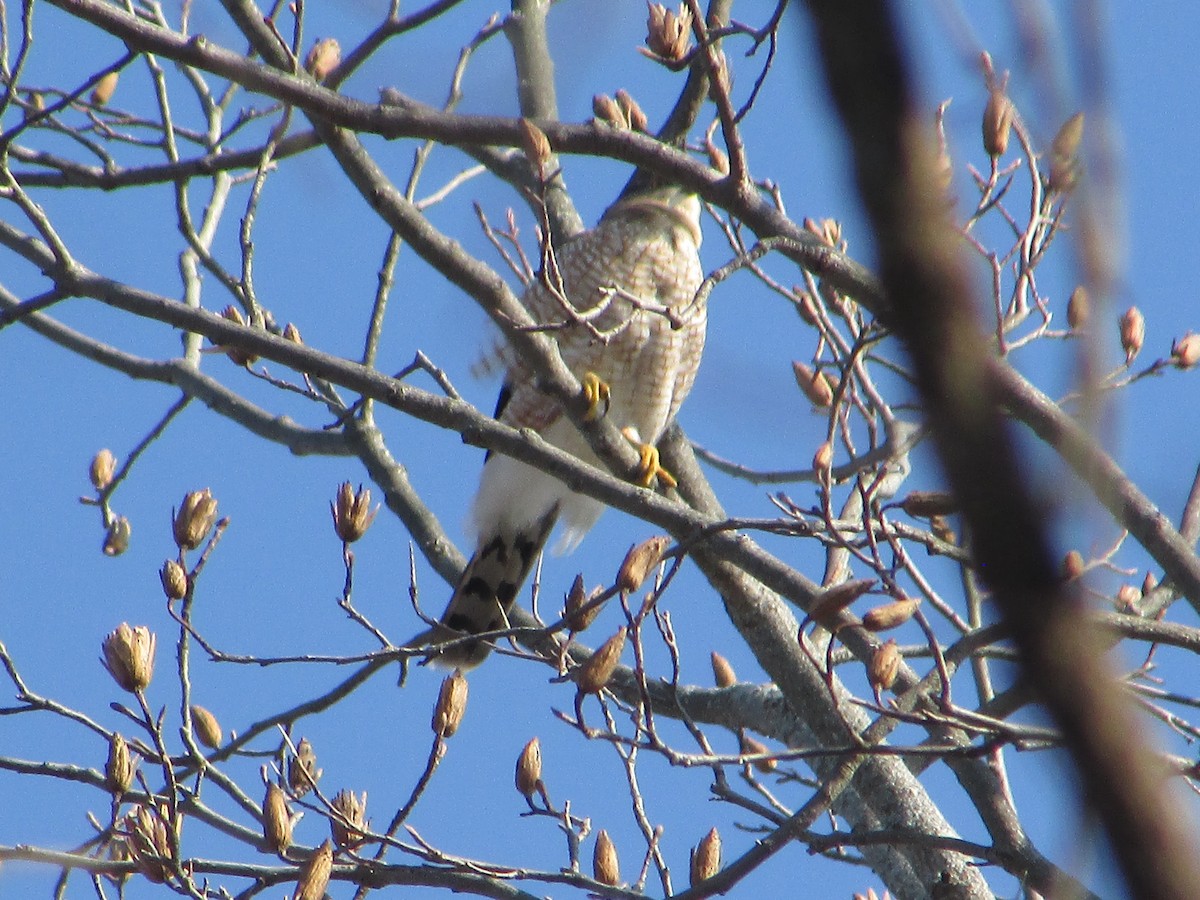 Cooper's Hawk - ML646645128