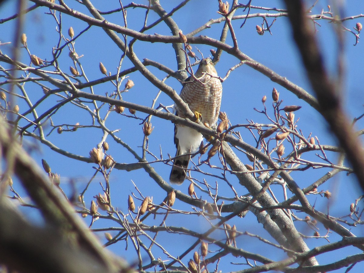 Cooper's Hawk - ML646645129