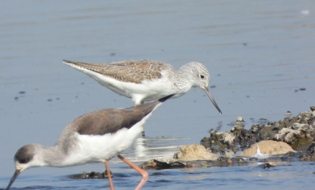 Grünschenkel - ML646645130