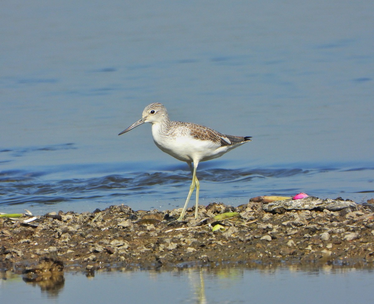 Archibebe Claro - ML646645131