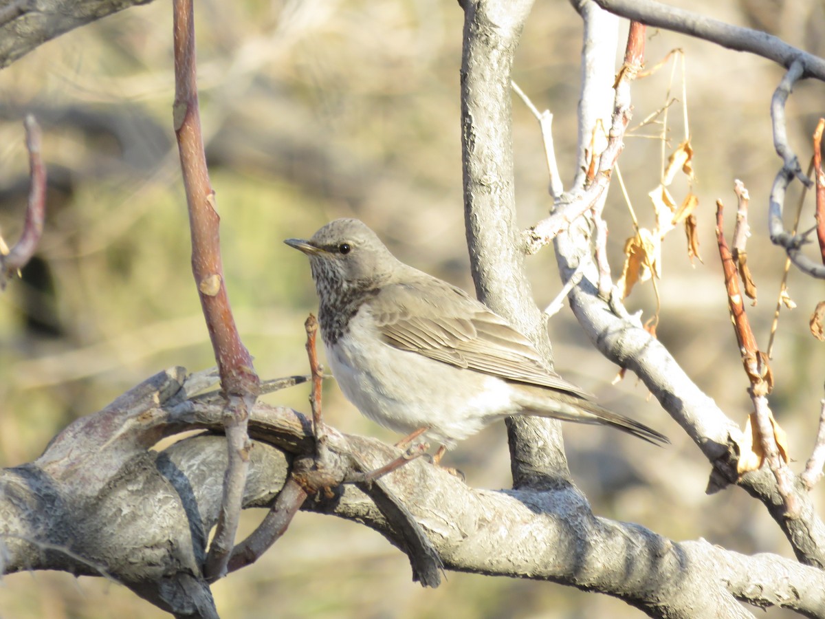 Kara Gerdanlı Ardıç - ML646645132