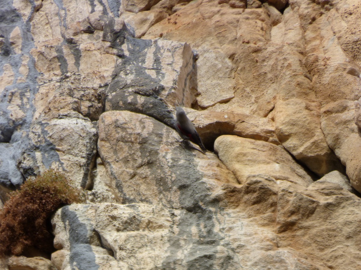 Wallcreeper - ML646645134