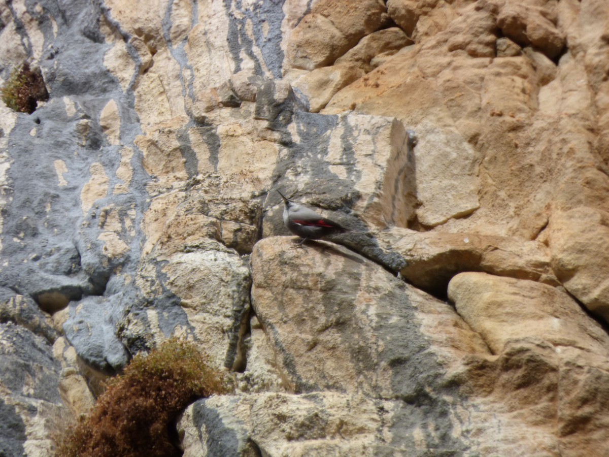 Wallcreeper - ML646645135