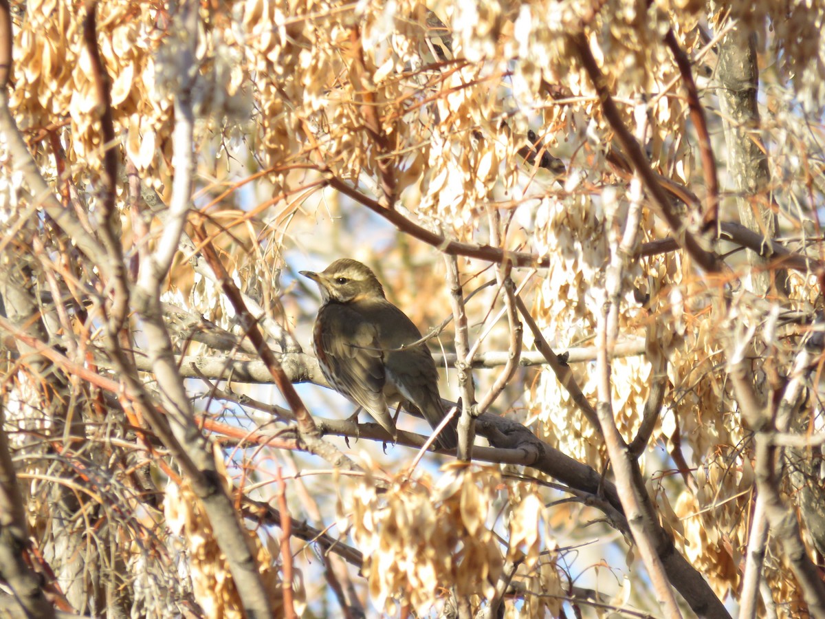 Kızıl Ardıç - ML646645142