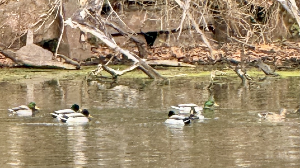 綠頭鴨 - ML646645143