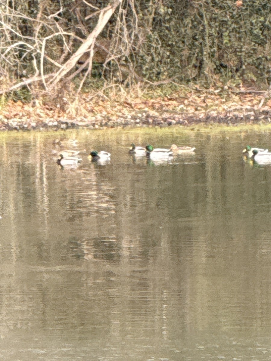 綠頭鴨 - ML646645145