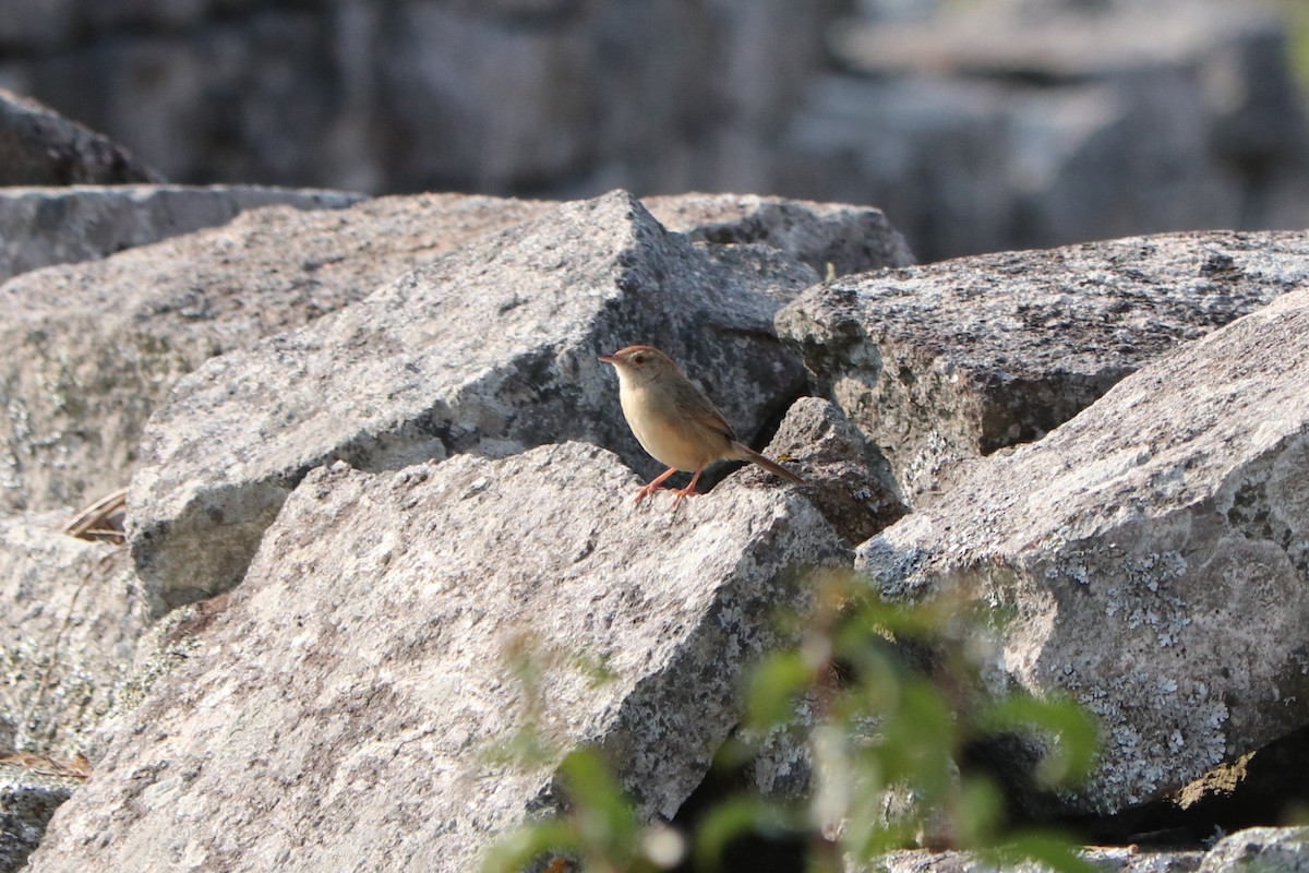 Rock-loving Cisticola - ML646645146