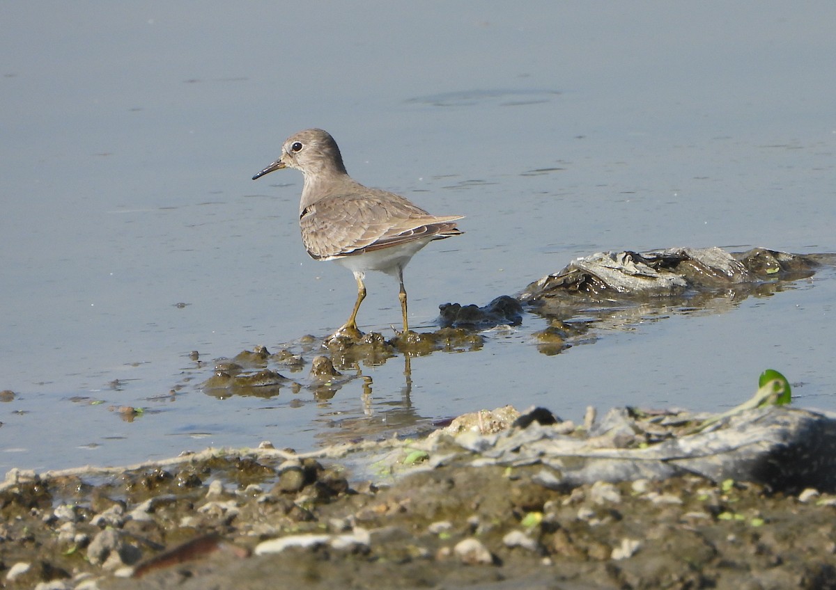 Correlimos de Temminck - ML646645149