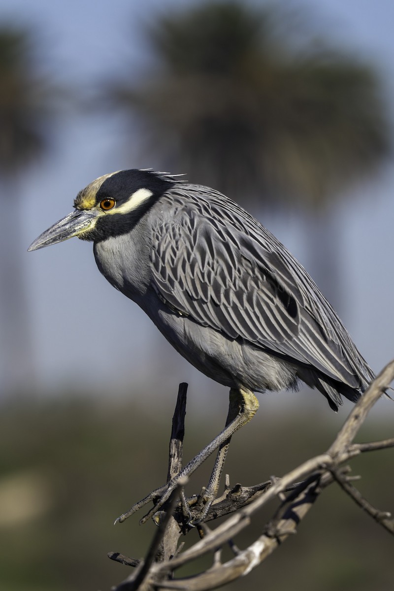 kvakoš žlutočelý - ML646645150