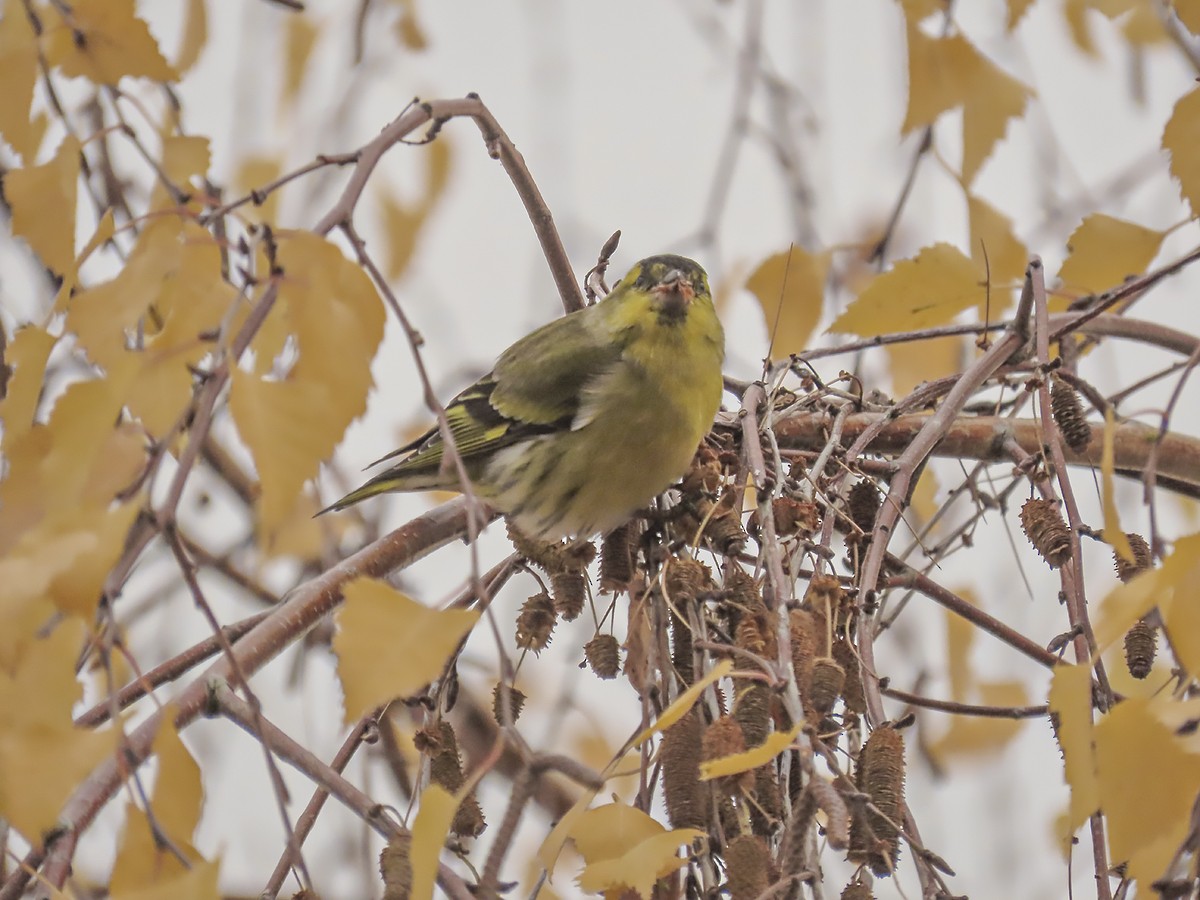 čížek lesní - ML646645151