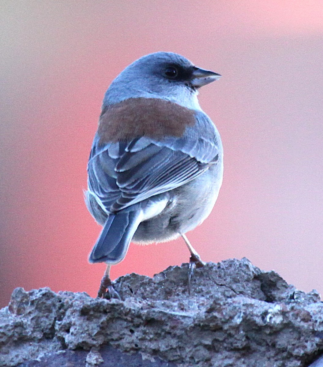 Dark-eyed Junco (Gray-headed x Red-backed) - ML646645153