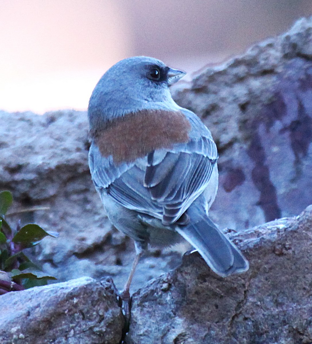 Dark-eyed Junco (Gray-headed x Red-backed) - ML646645154