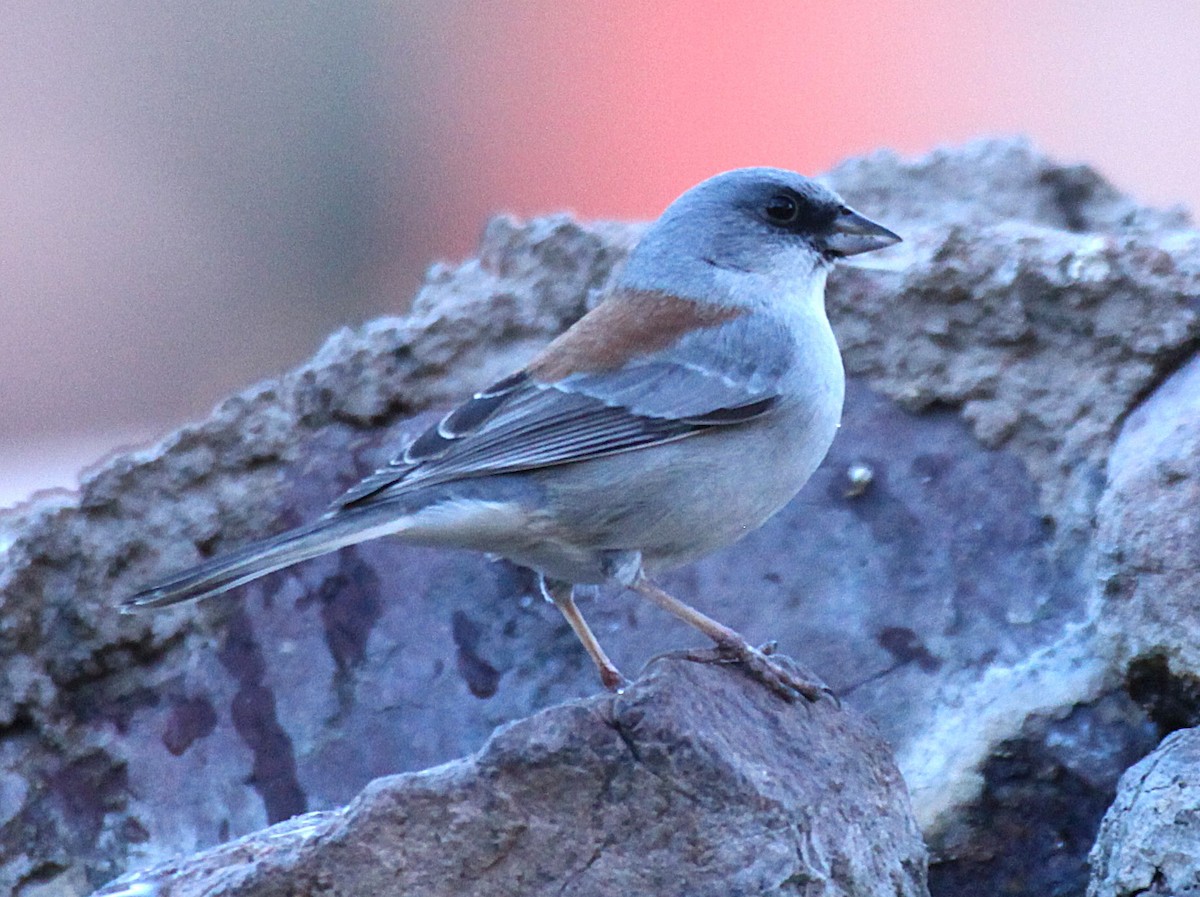 Dark-eyed Junco (Gray-headed x Red-backed) - ML646645155