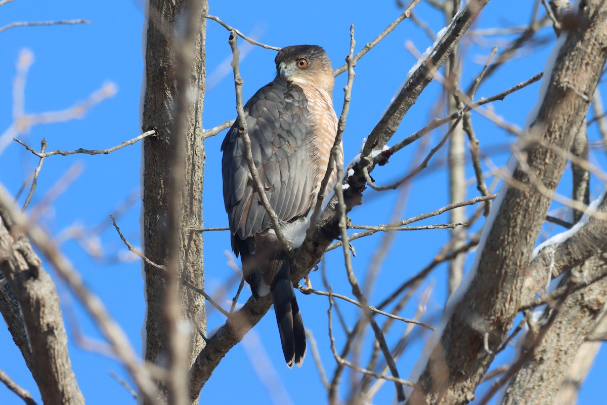 Cooper's Hawk - ML646645160