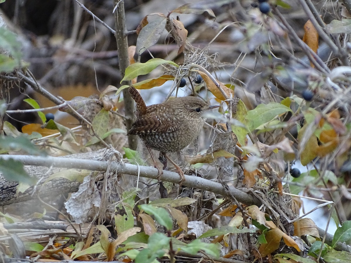 Winter Wren - ML646645164