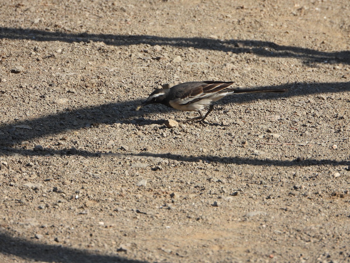 Белобровая трясогузка - ML646645166