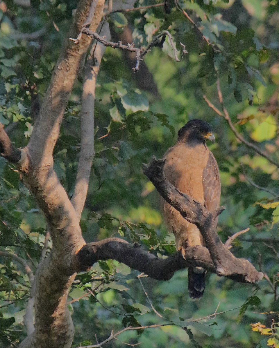 Culebrera Chiíla - ML646645168