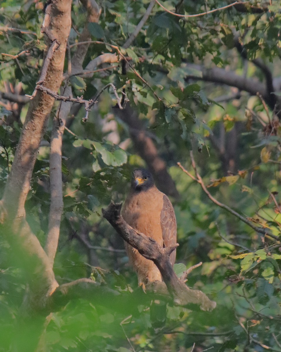 Culebrera Chiíla - ML646645169