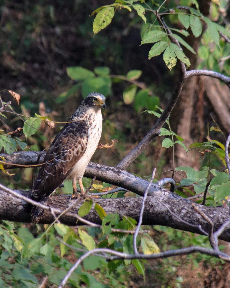 Culebrera Chiíla - ML646645170
