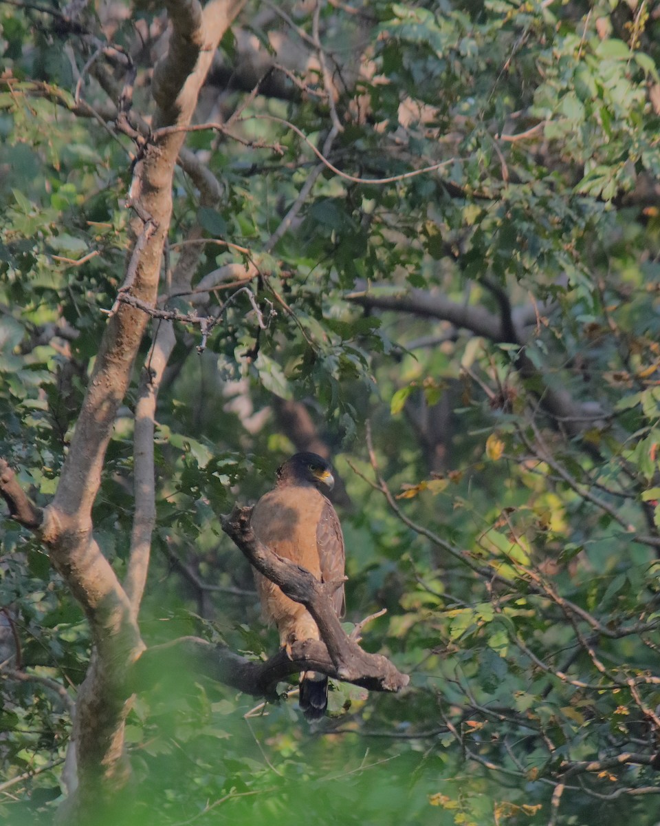 Culebrera Chiíla - ML646645171