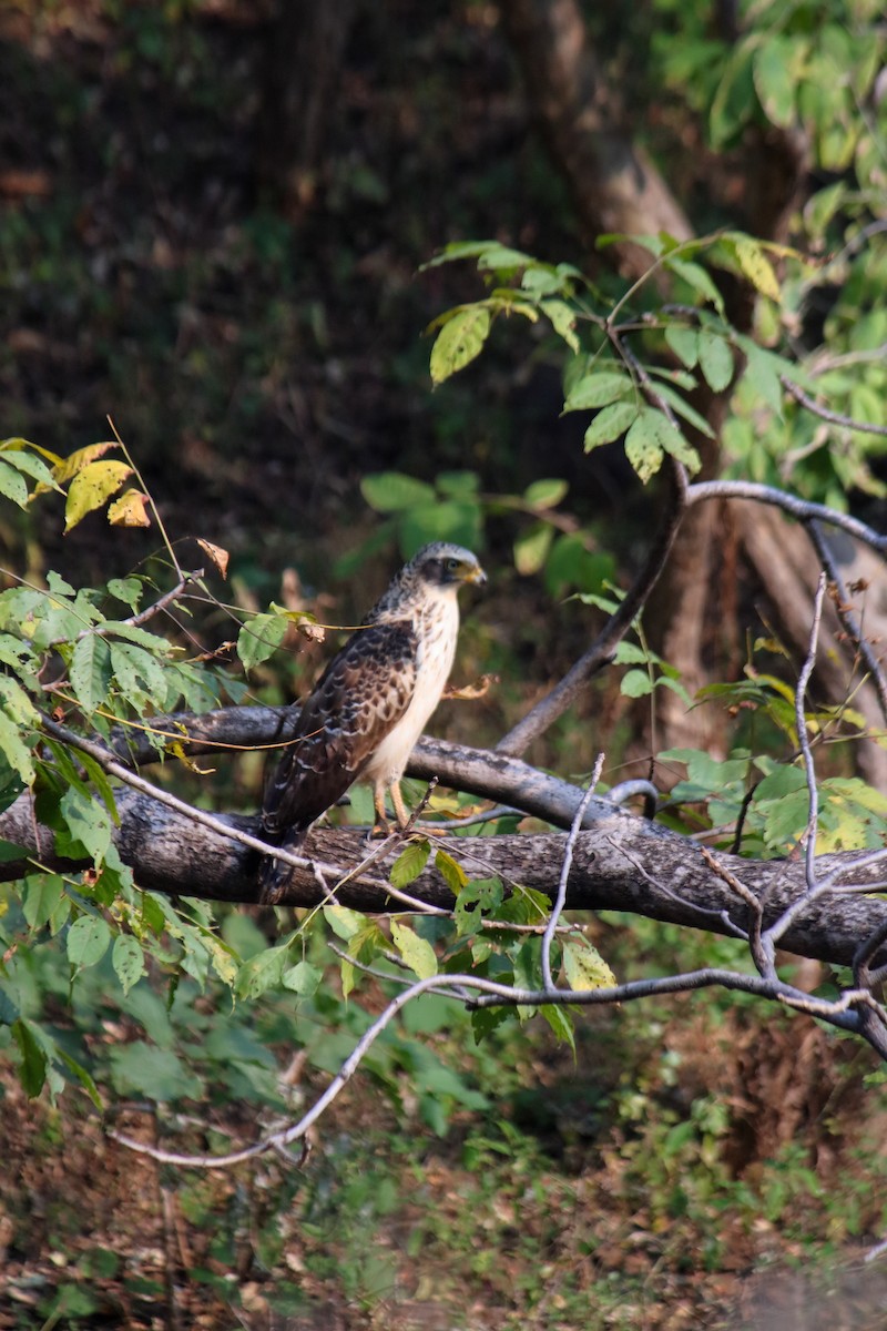 Culebrera Chiíla - ML646645172