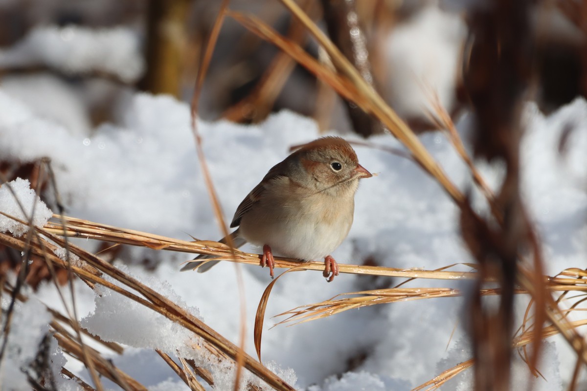 Field Sparrow - ML646645173