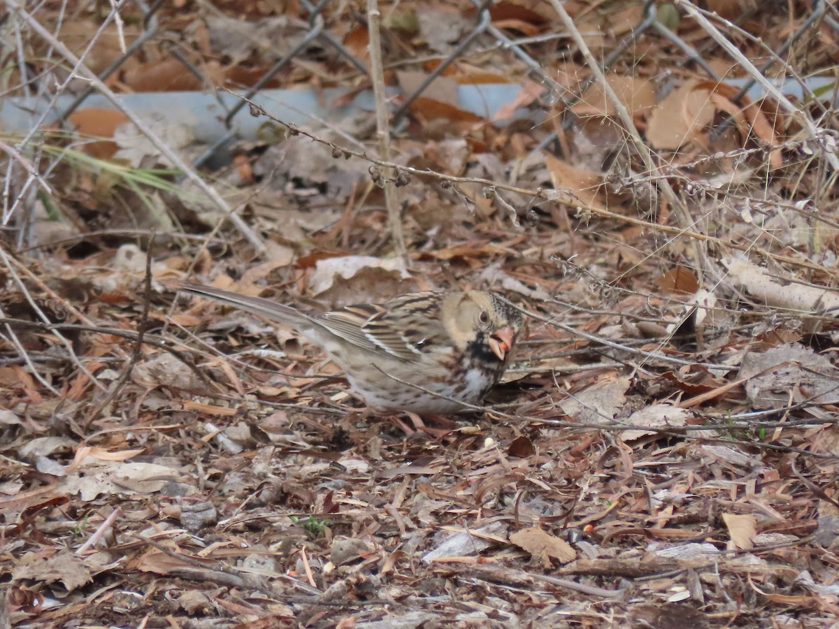 granspurv - ML646645174