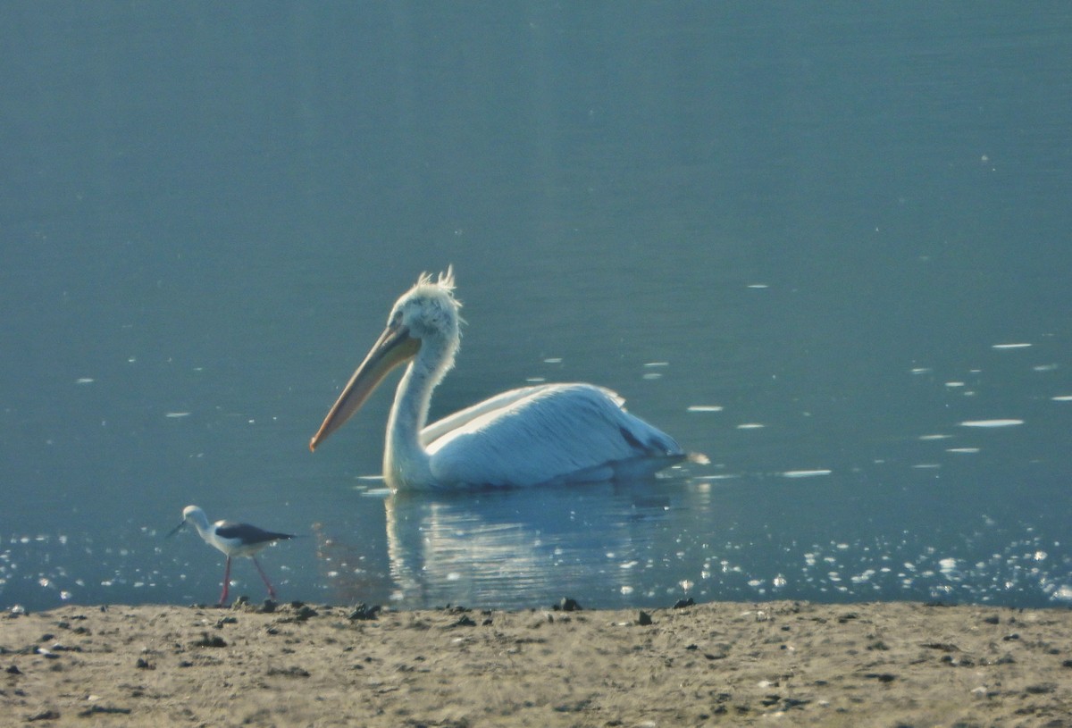 Pelícano Ceñudo - ML646645175