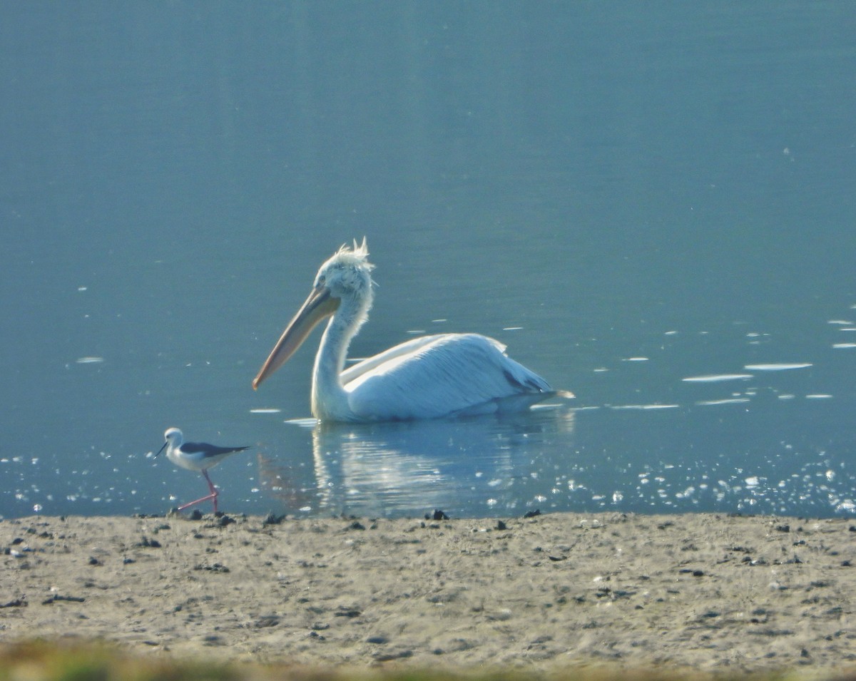 Pelícano Ceñudo - ML646645176