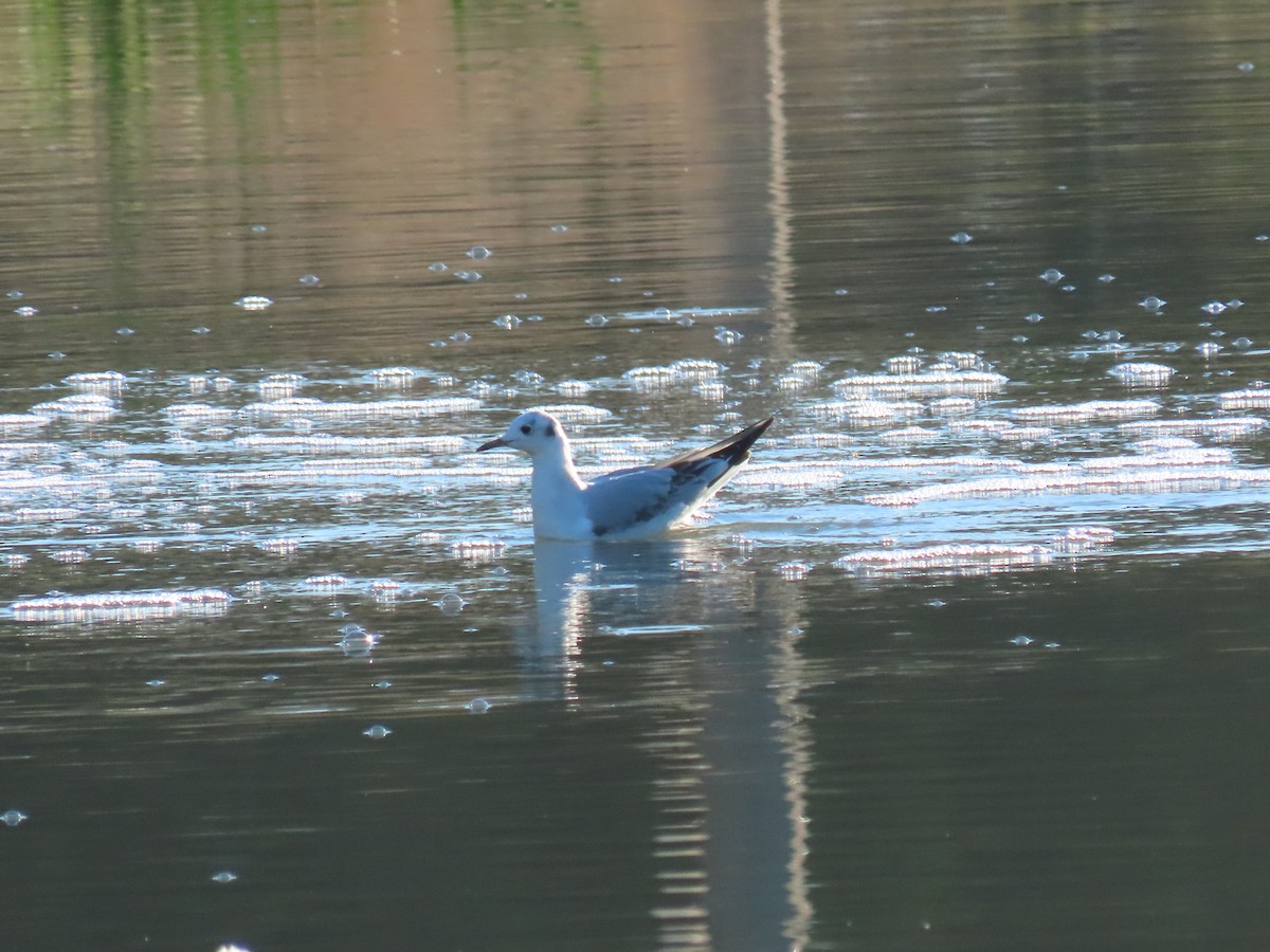 kanadahettemåke - ML646645181