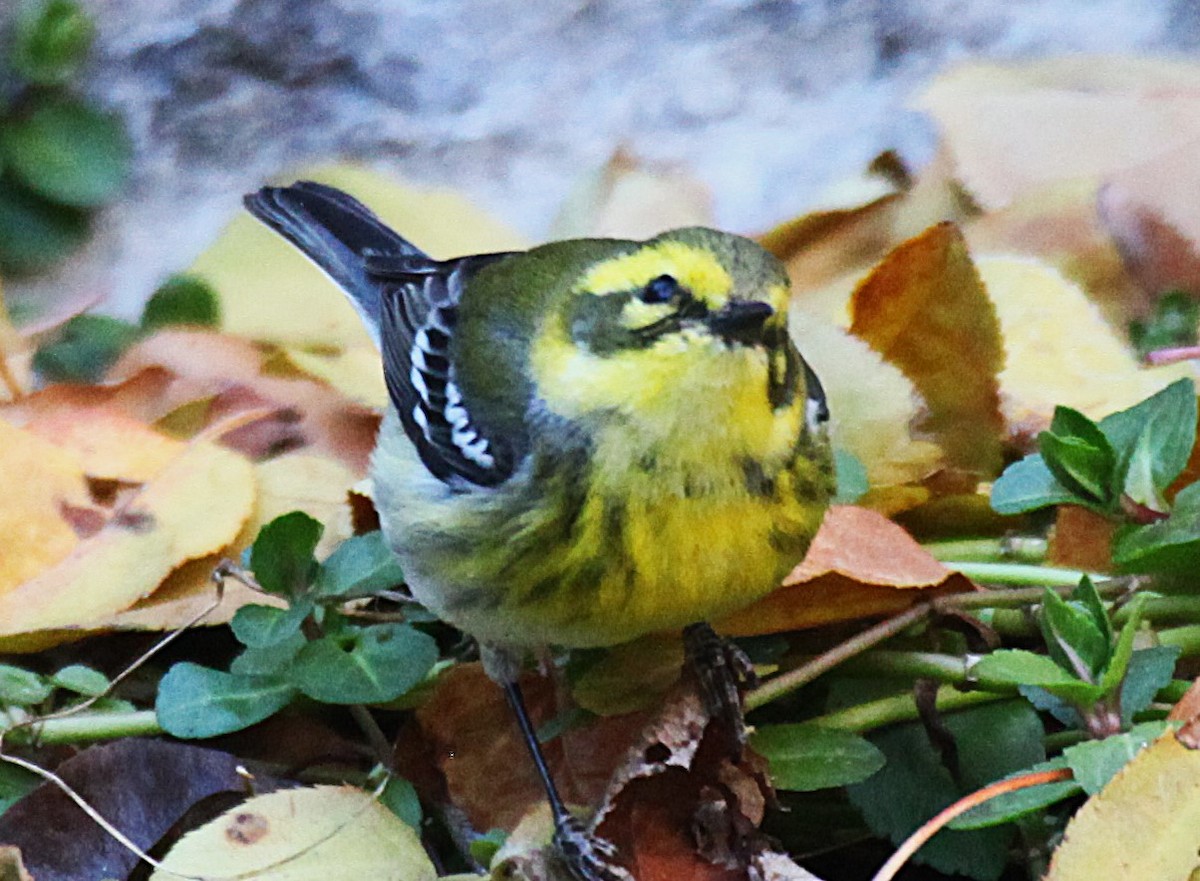 Townsend's Warbler - ML646645184