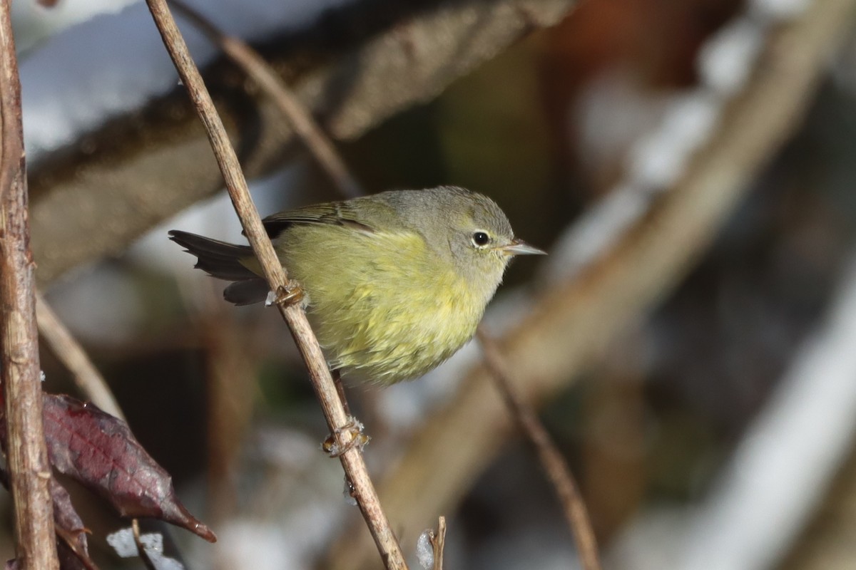 Orange-crowned Warbler - ML646645188