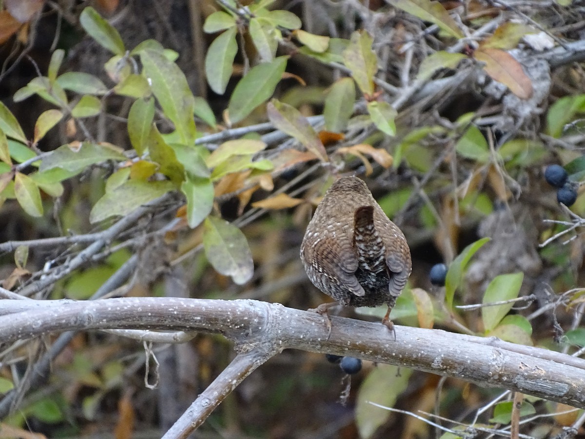 Winter Wren - ML646645189