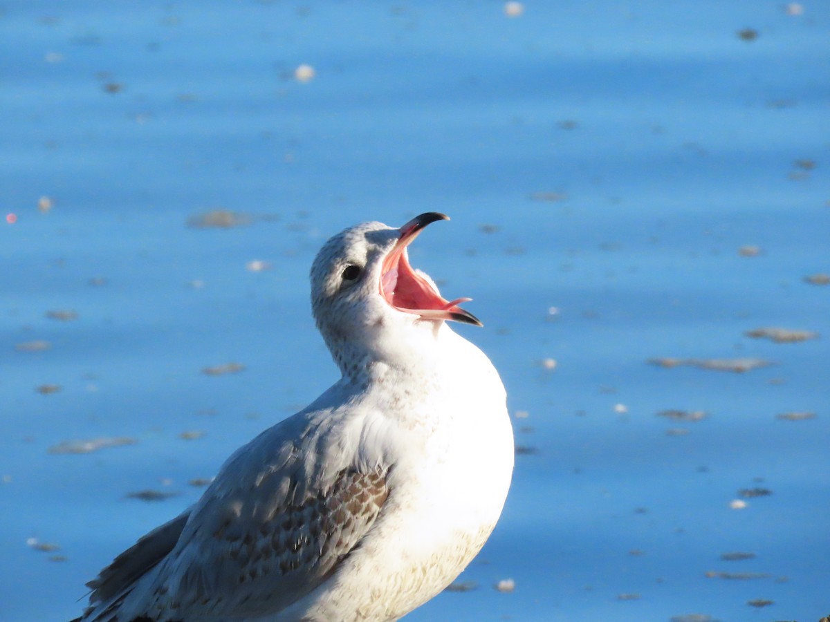 ringnebbmåke - ML646645196