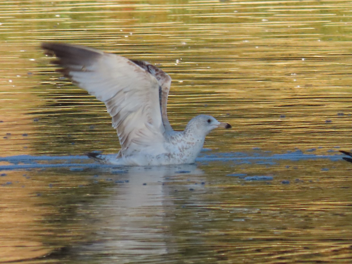 ringnebbmåke - ML646645197