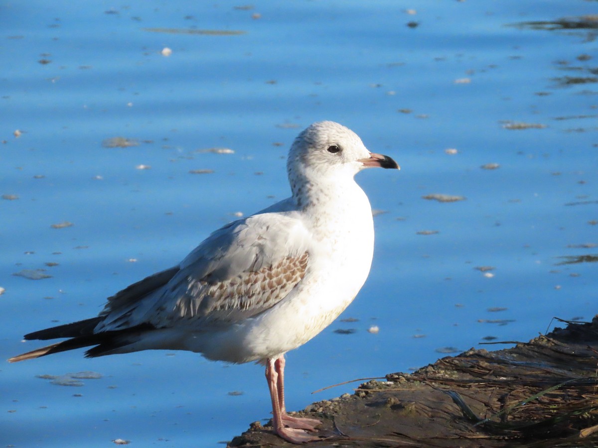 ringnebbmåke - ML646645198