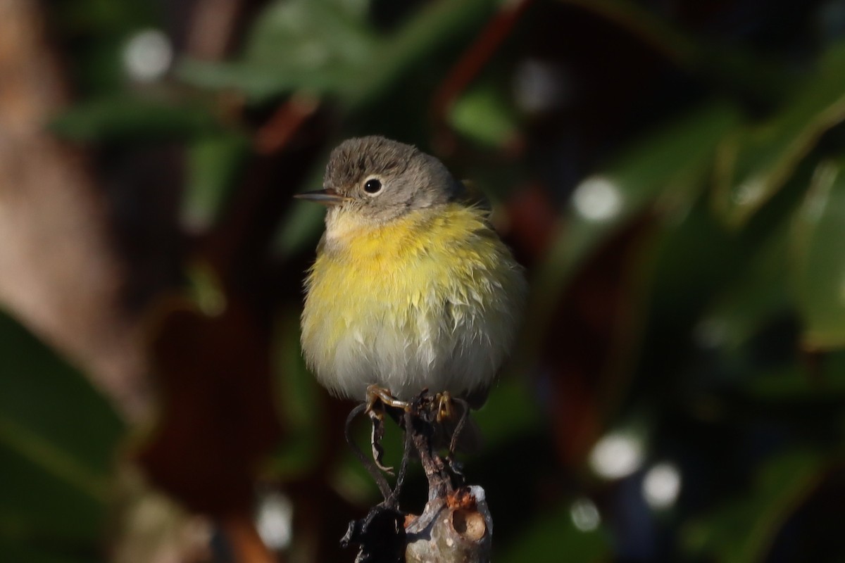 Nashville Warbler - ML646645199