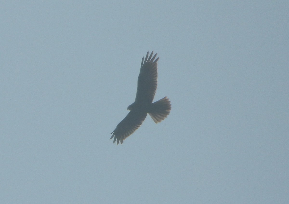 Aguilucho Lagunero Occidental - ML646645201