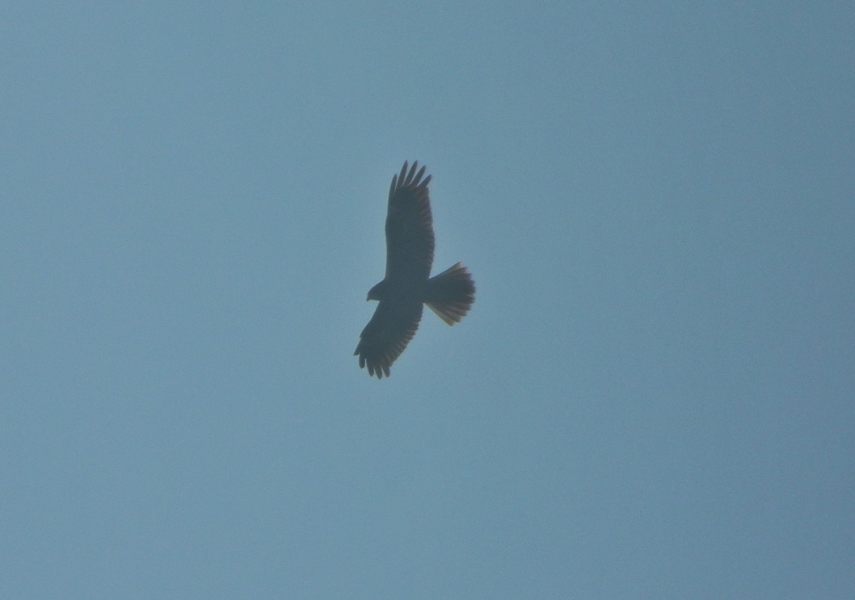 Aguilucho Lagunero Occidental - ML646645202