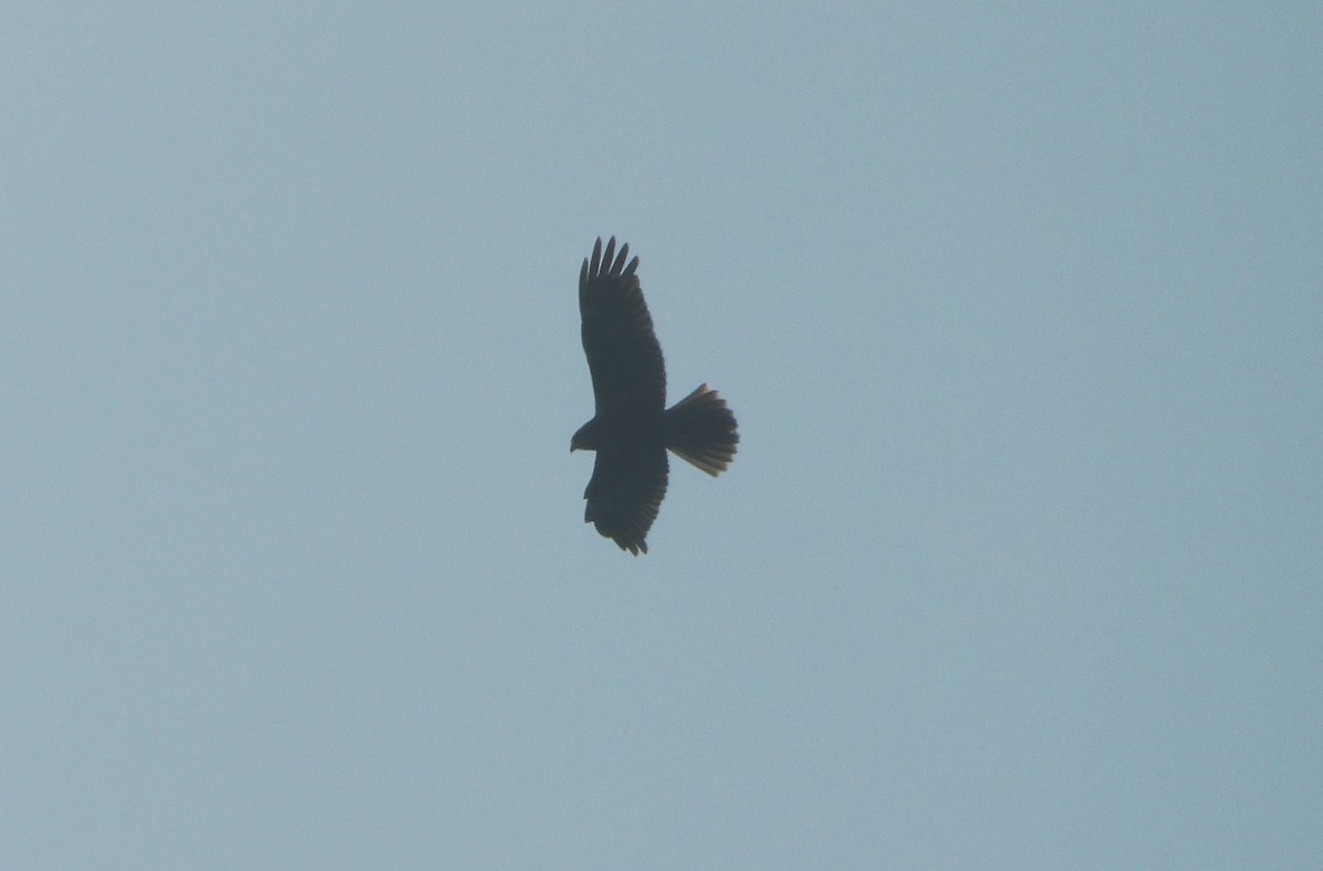 Aguilucho Lagunero Occidental - ML646645204