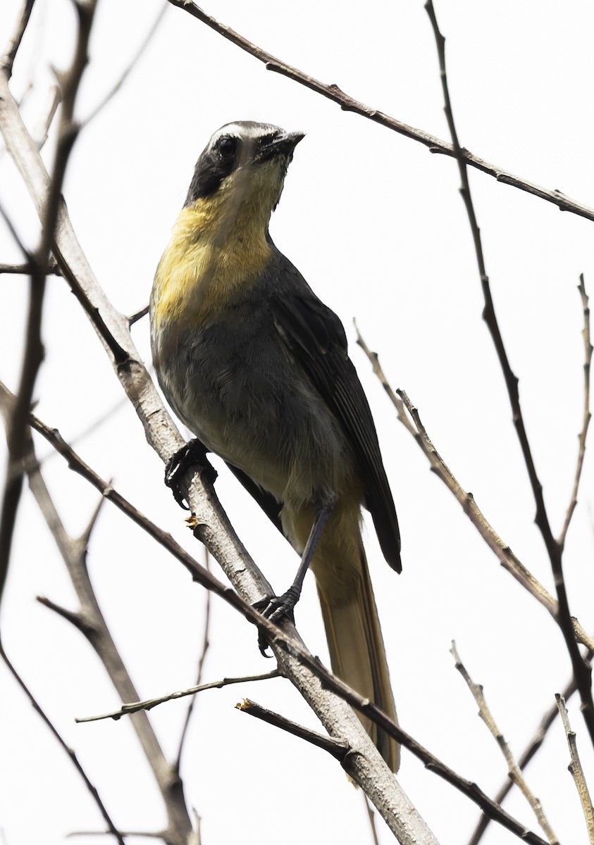 Cosifa Cafre - ML646645209