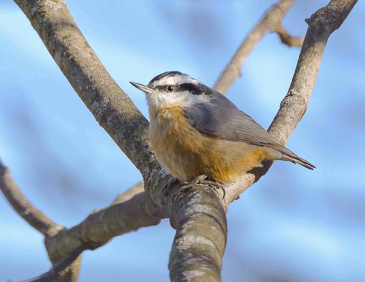 Red-breasted Nuthatch - ML646645216