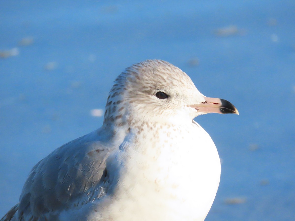 ringnebbmåke - ML646645221