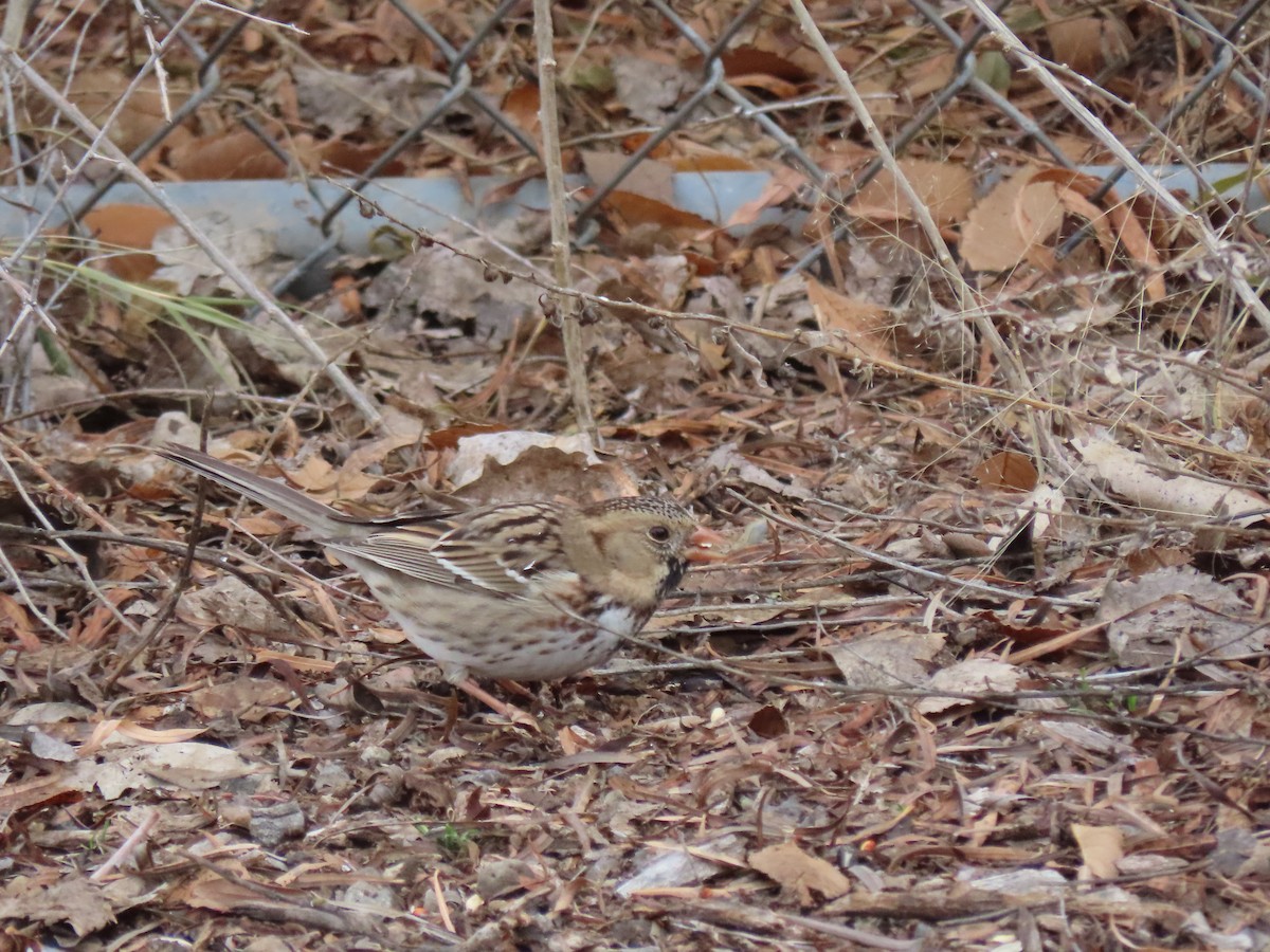 granspurv - ML646645223