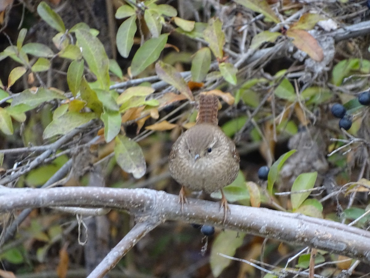 Winter Wren - ML646645224