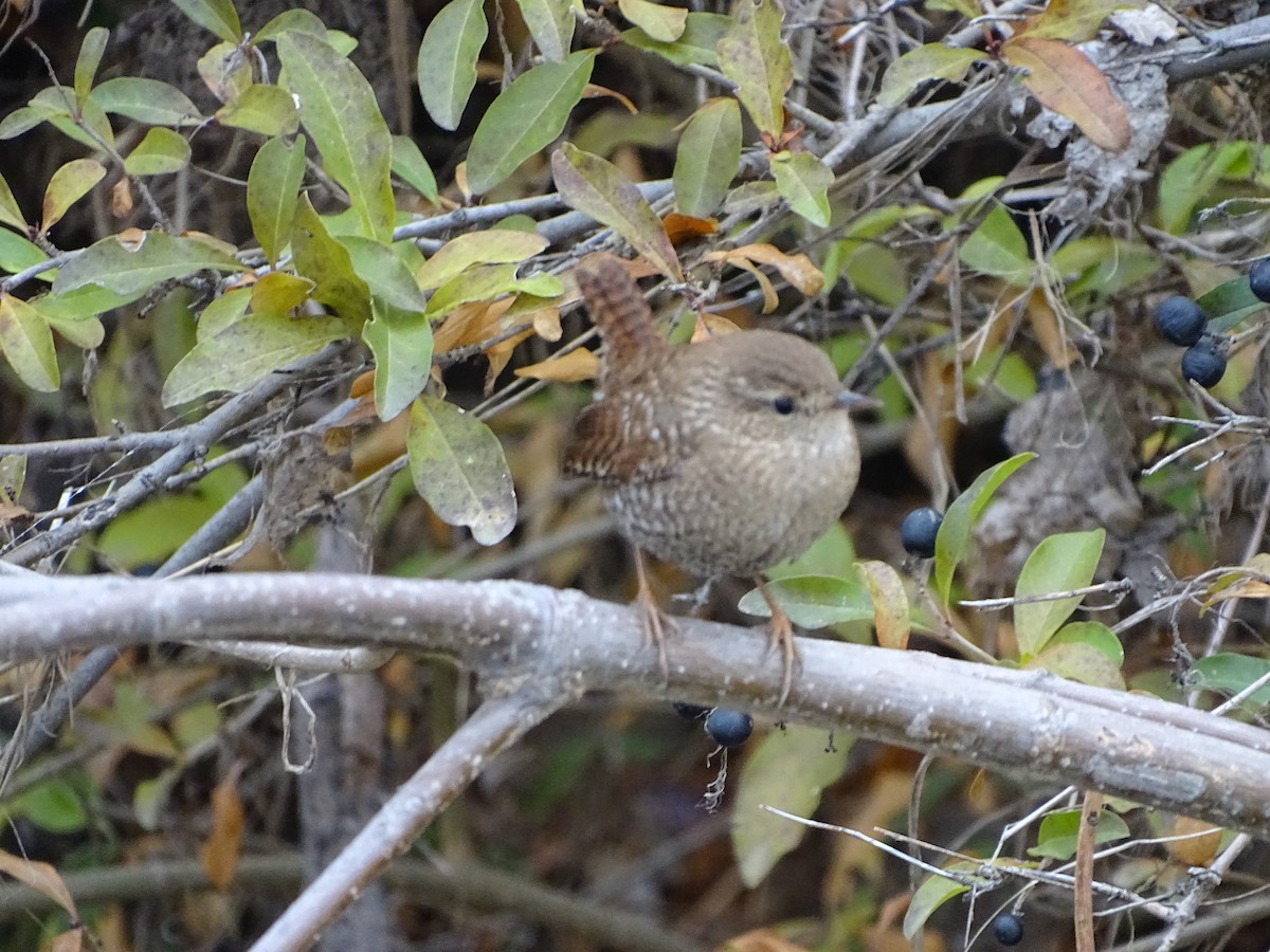 Winter Wren - ML646645225