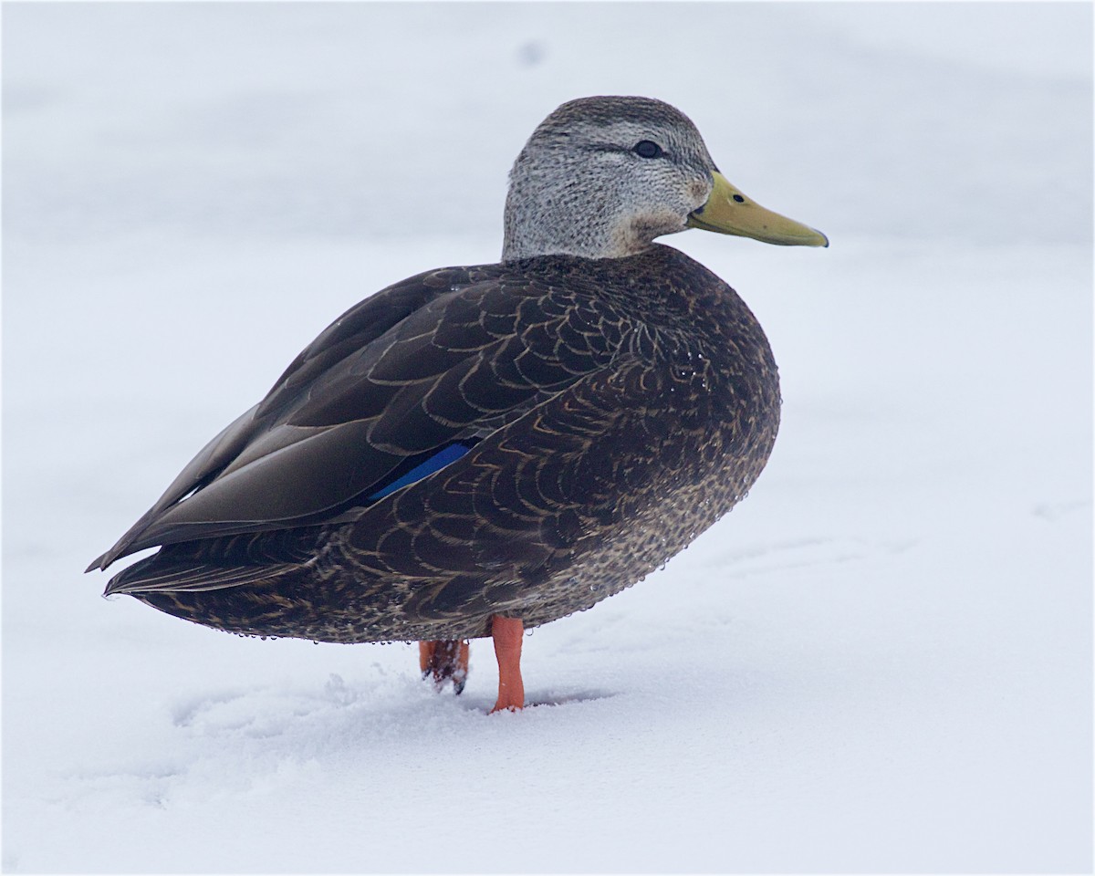 ברווז שחור אמריקני - ML646645226