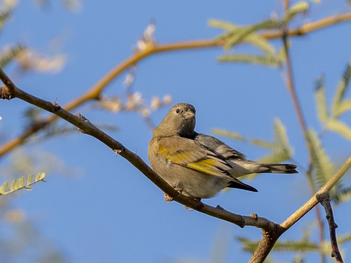 gråstillits - ML646645227