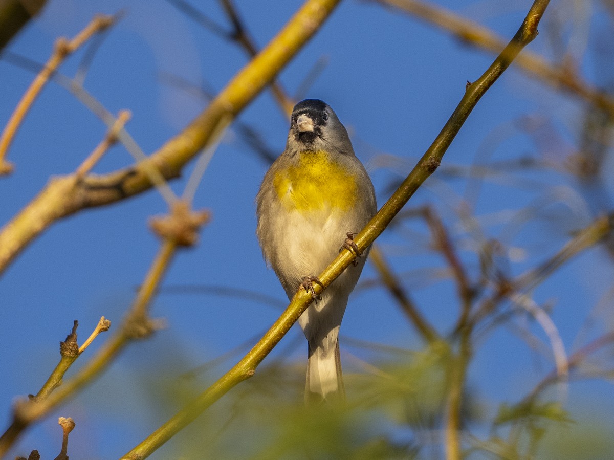 gråstillits - ML646645228